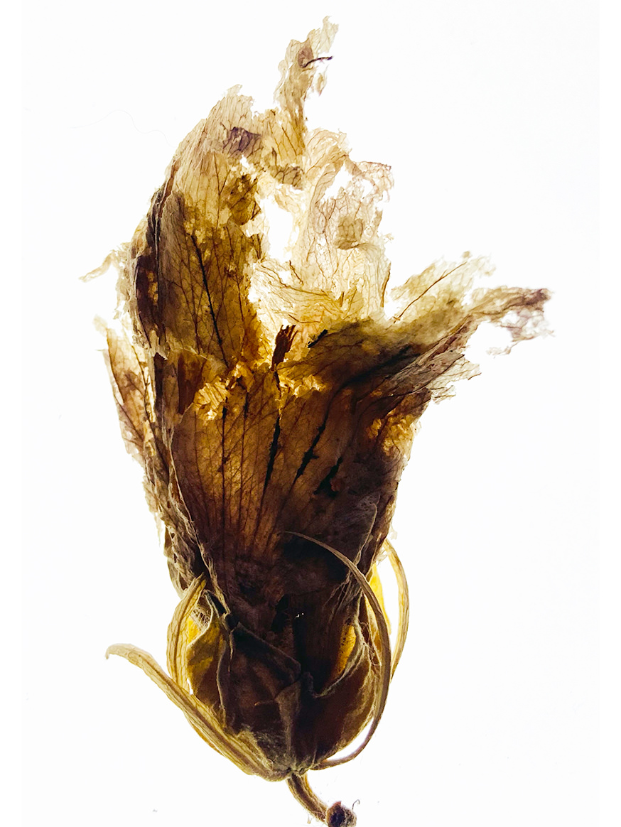 Abbildung Pflanzen Portrait: getrocknete gelbe Tulpe