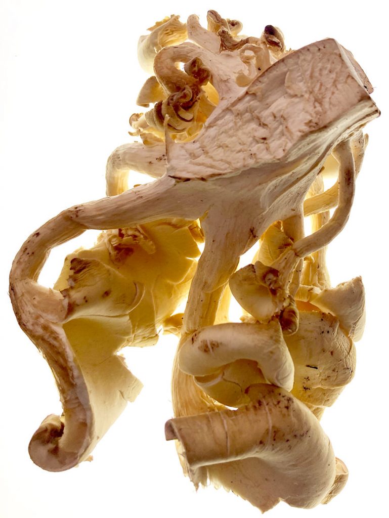 Abbildung einer Pilzskulptur