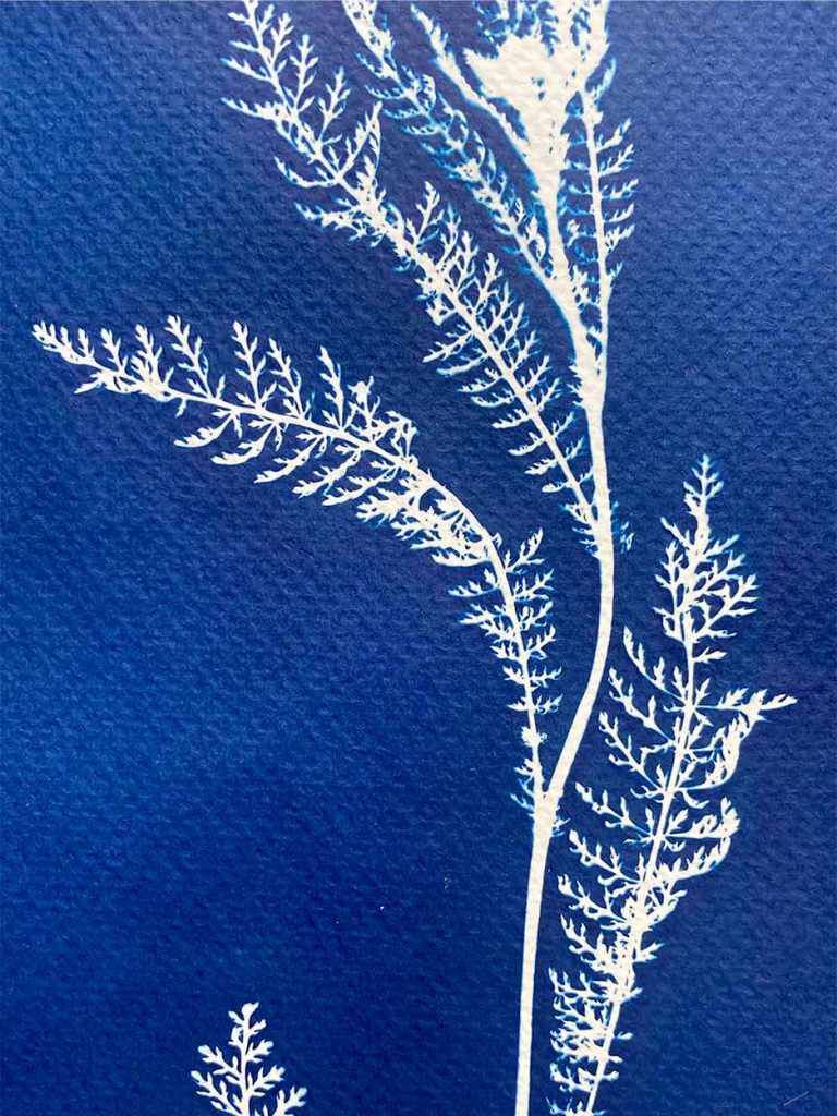 cyanotype botanical portrait