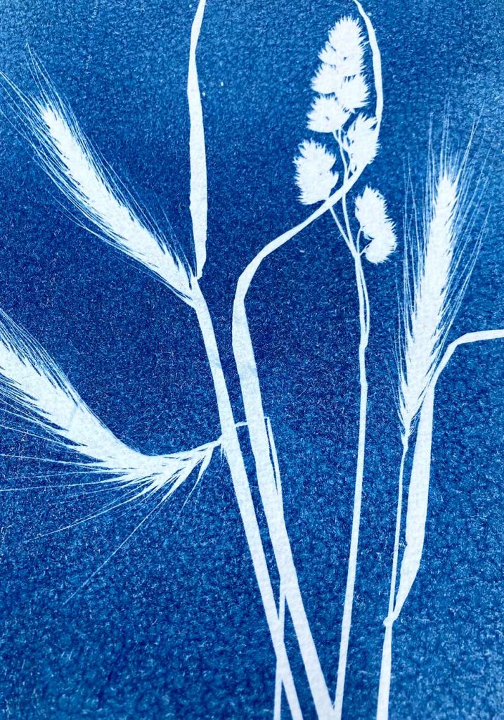 cyanotype botanical portrait